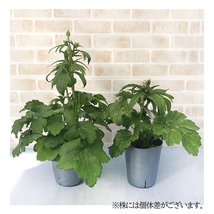 Amazon.co.jp: 予約販売 ラナンキュラス ラックス 苗 ヘラ 10.5cm